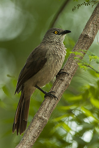 Brown babbler